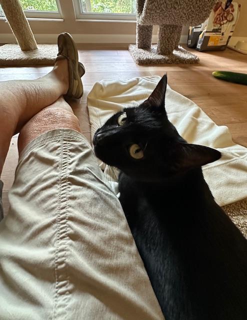 MJ, a Adoptable Domestic Short Hair in Cincinnati, OH image 5/6