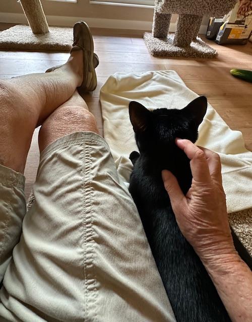 MJ, a Adoptable Domestic Short Hair in Cincinnati, OH image 6/6