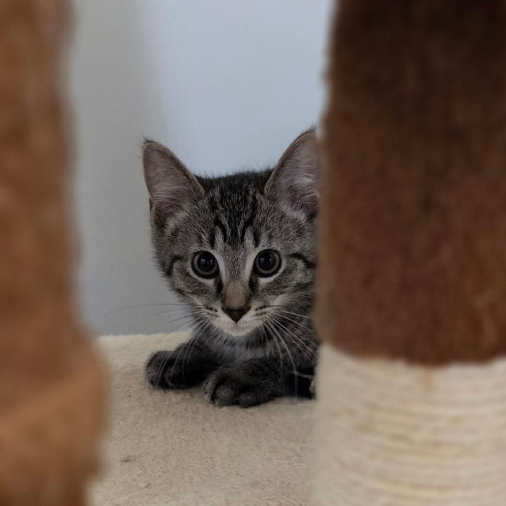 Doc, Adoptable, Kitten Male Domestic Short Hair.