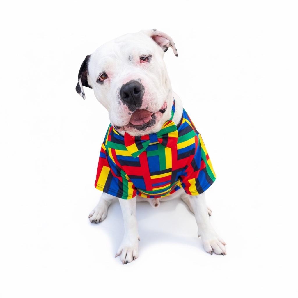 Enlarge Louie-ADOPT Me!!, a ADOPTABLE mixed breed in Redondo Beach, CA image 1/5