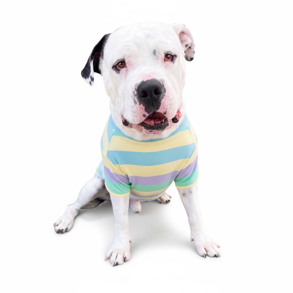 Enlarge Louie-ADOPT Me!!, a ADOPTABLE mixed breed in Redondo Beach, CA image 5/5