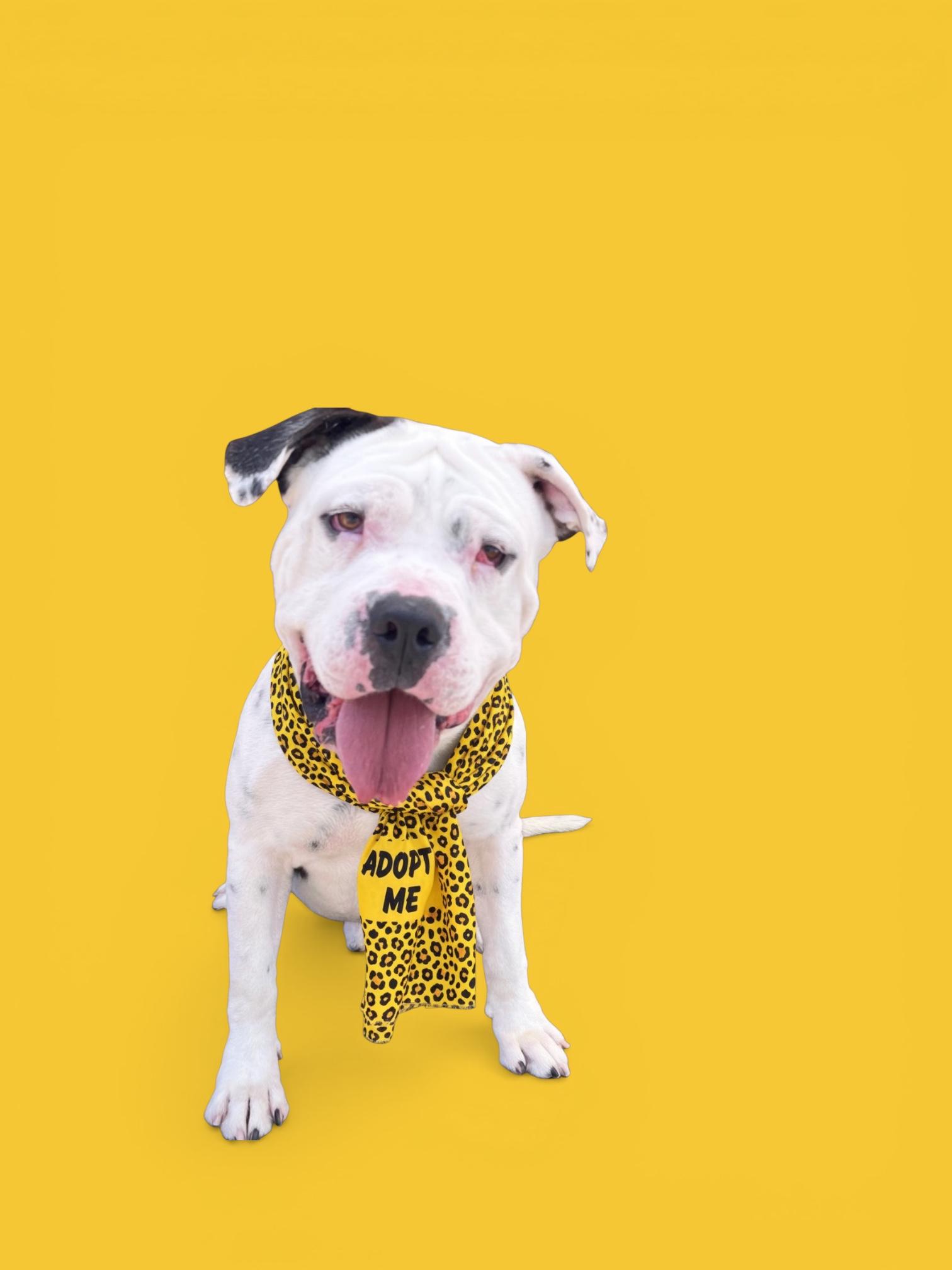 Enlarge Louie-ADOPT Me!!, a ADOPTABLE mixed breed in Redondo Beach, CA image 2/5