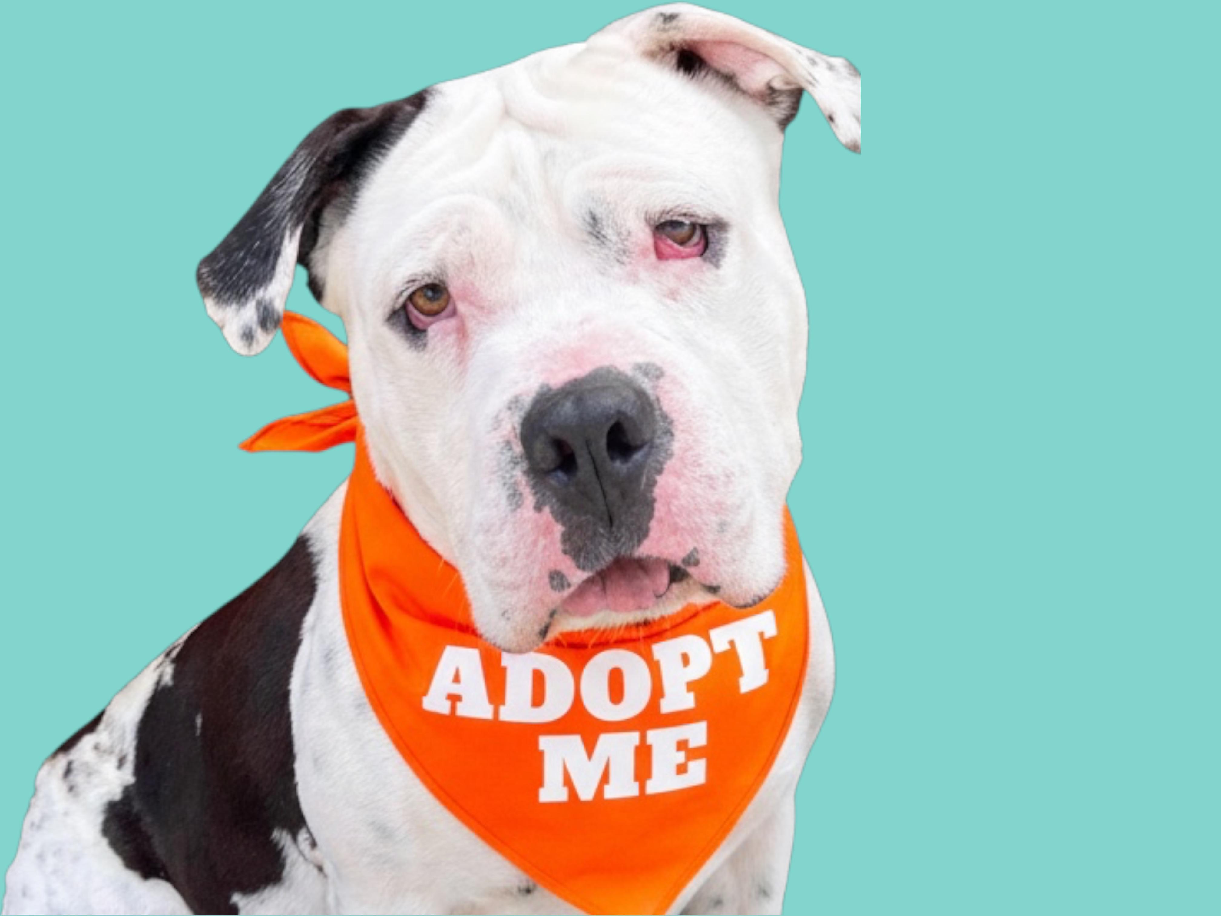 Enlarge Louie-ADOPT Me!!, a ADOPTABLE mixed breed in Redondo Beach, CA image 4/5