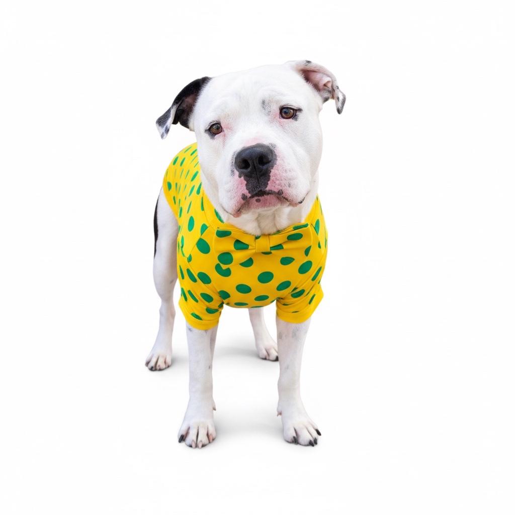 Enlarge Louie-ADOPT Me!!, a ADOPTABLE mixed breed in Redondo Beach, CA image 3/5