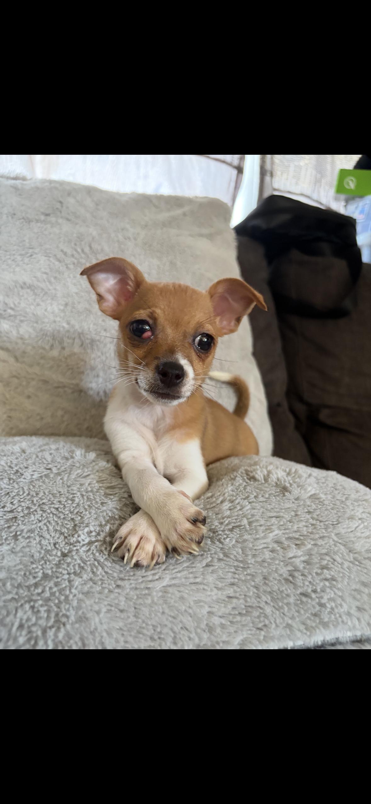 Enlarge Cookie, a Adoptable mixed breed in Redlands , CA image 1/4