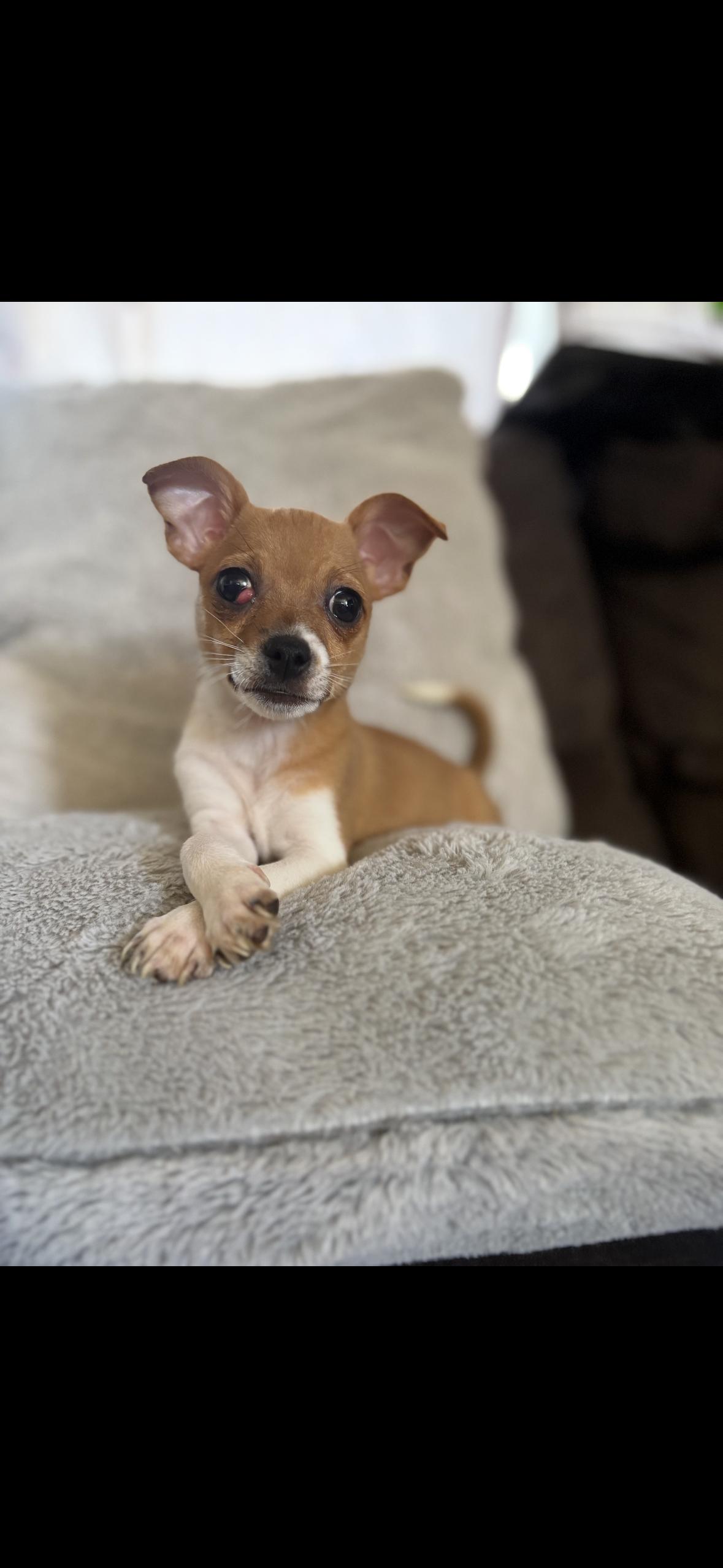 Enlarge Cookie, a Adoptable mixed breed in Redlands , CA image 2/4