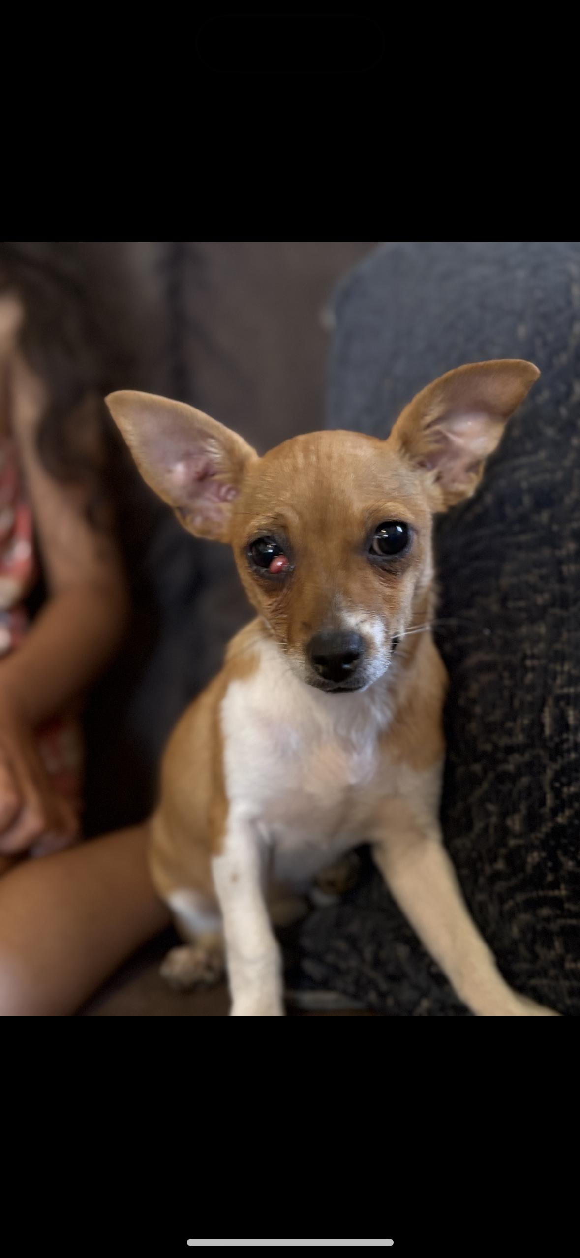 Enlarge Cookie, a Adoptable mixed breed in Redlands , CA image 3/4