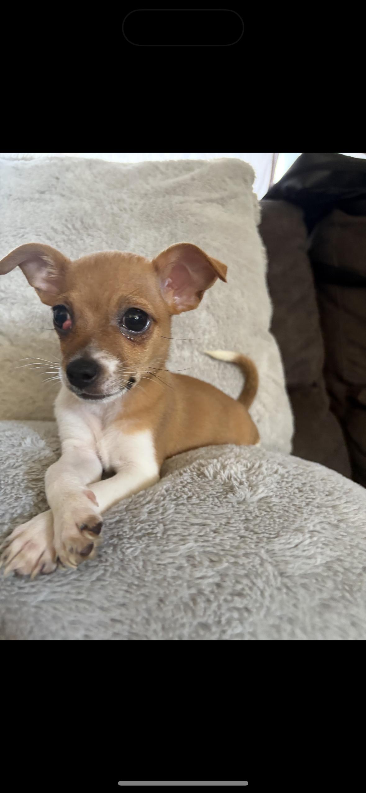 Enlarge Cookie, a Adoptable mixed breed in Redlands , CA image 4/4