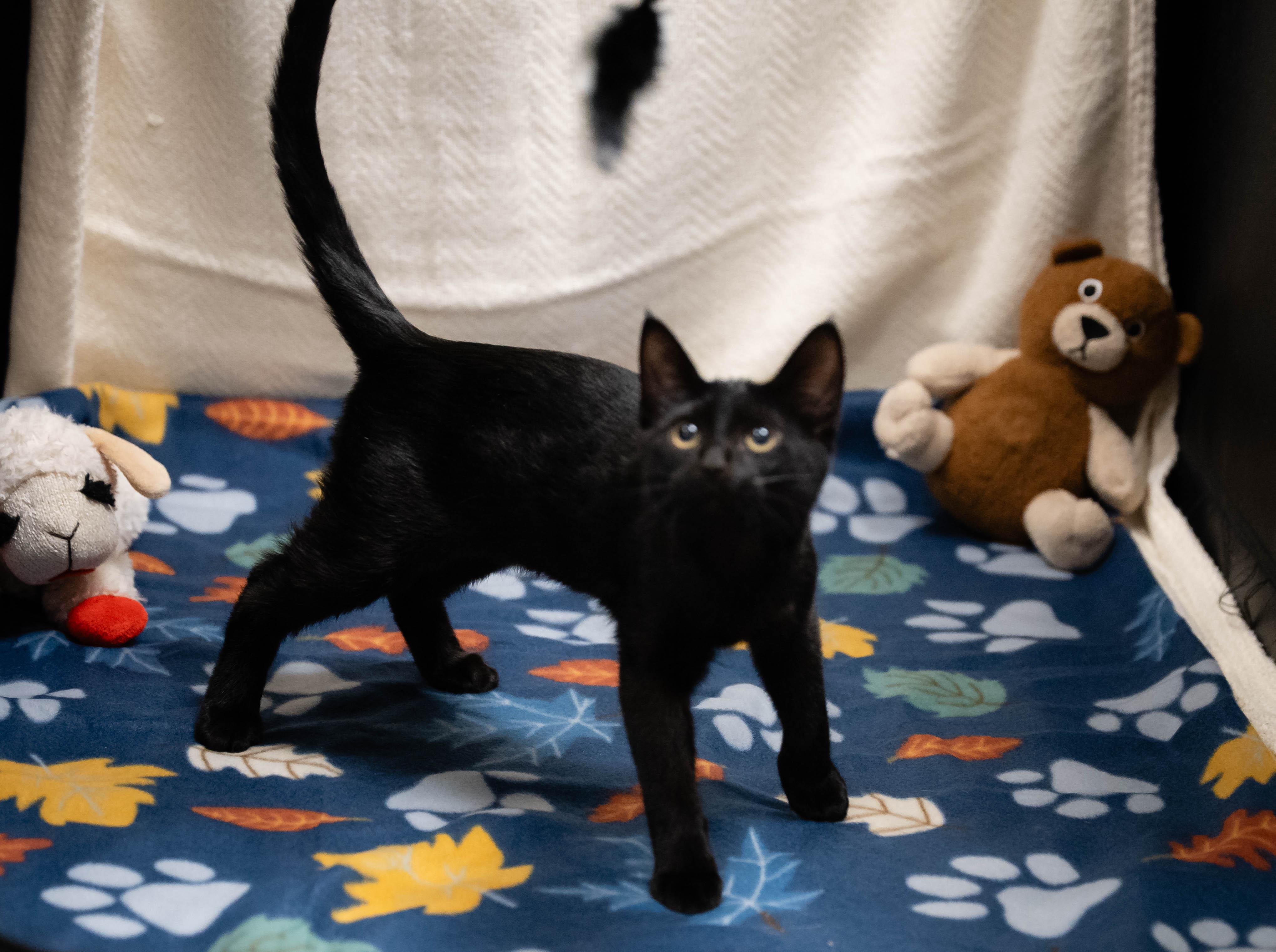 Prairie Dawn, adopted, Young Female Domestic Short Hair.