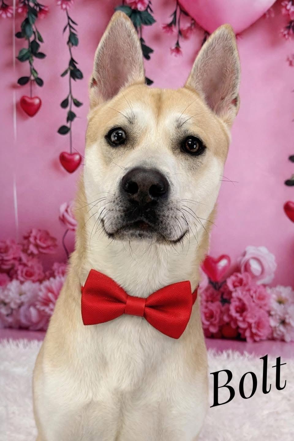 Enlarge Bolt, a ADOPTABLE mixed breed in Flint, MI image 1/1