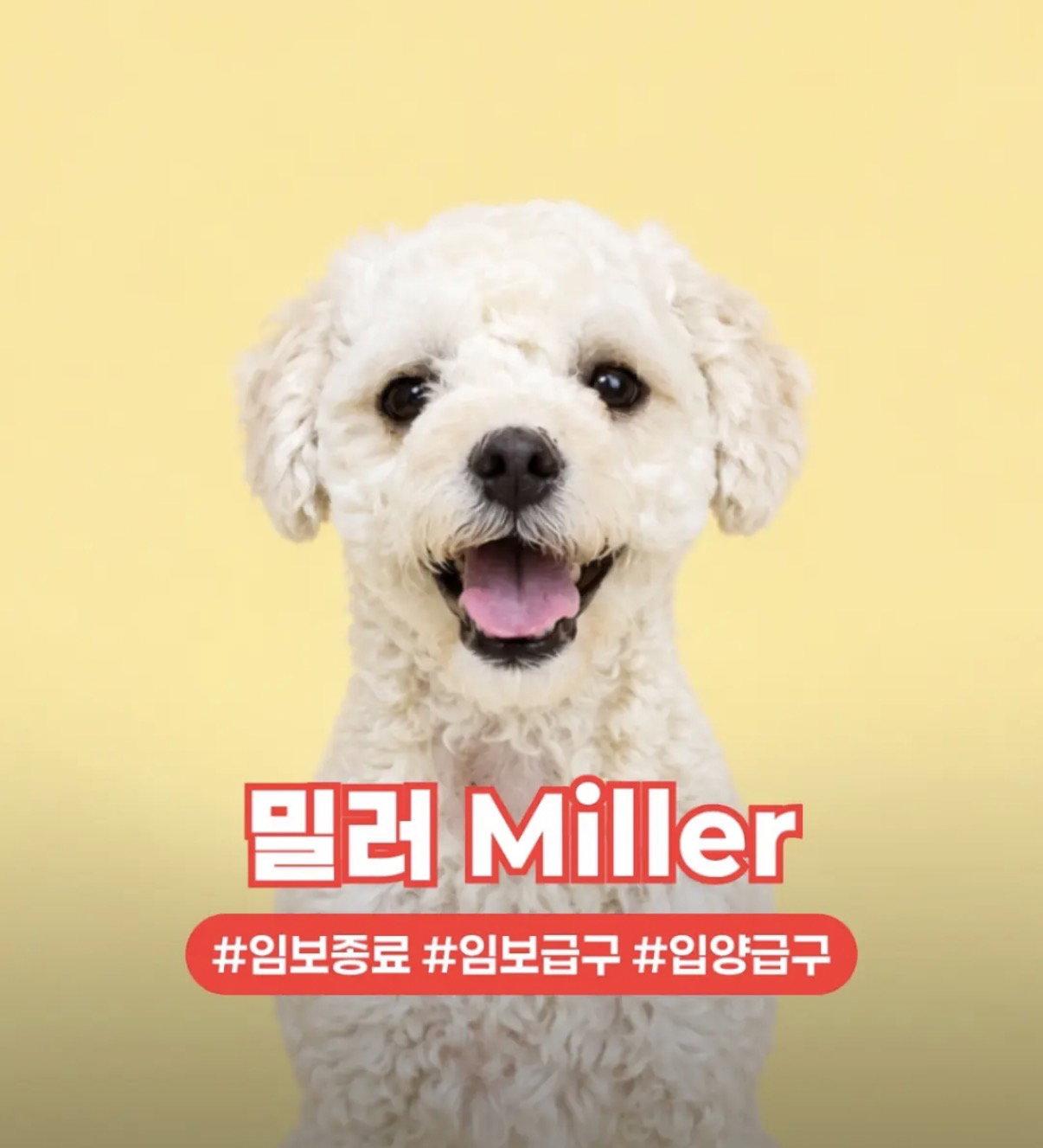 Enlarge MILLER, a Adoptable mixed breed in Agoura Hills, CA image 1/3