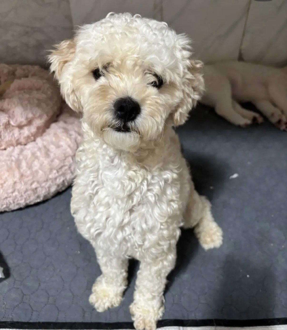 Enlarge MILLER, a Adoptable mixed breed in Agoura Hills, CA image 2/3
