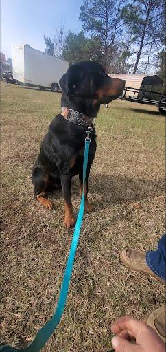 Enlarge Pablo, a ADOPTABLE Rottweiler in Marshall, TX image 2/3
