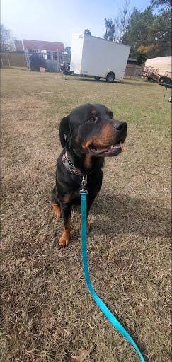 Enlarge Pablo, a ADOPTABLE Rottweiler in Marshall, TX image 3/3