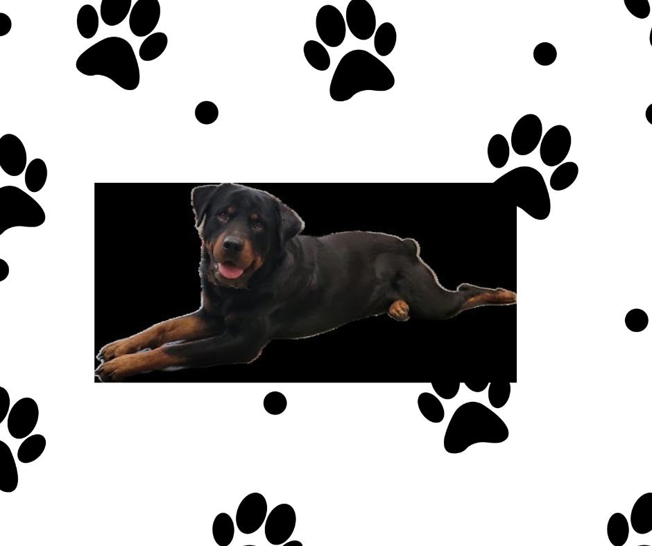 Enlarge Pablo, a ADOPTABLE Rottweiler in Marshall, TX image 1/3