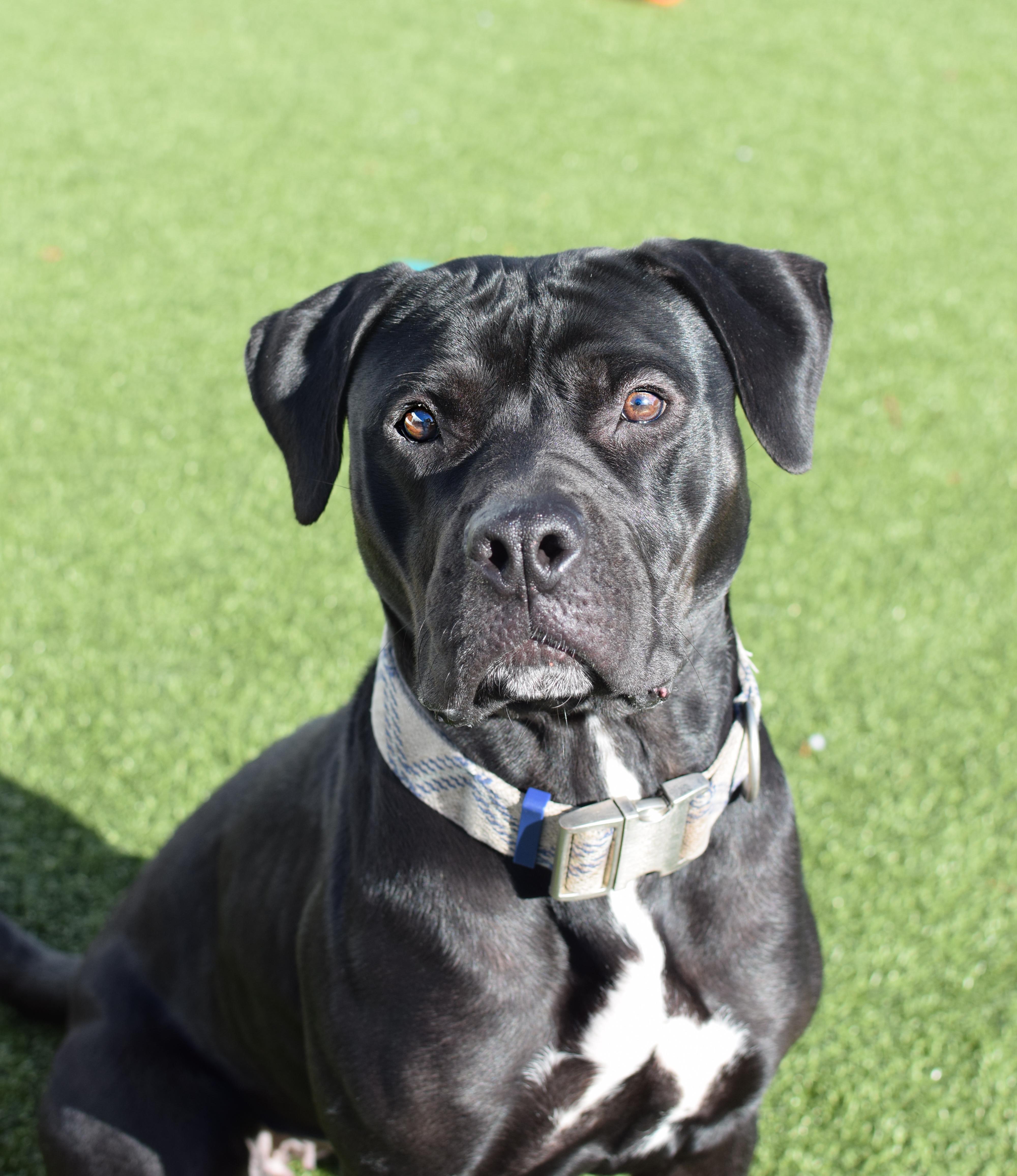 Iris, Adoptable, Adult Male Pit Bull Terrier & Labrador Retriever.