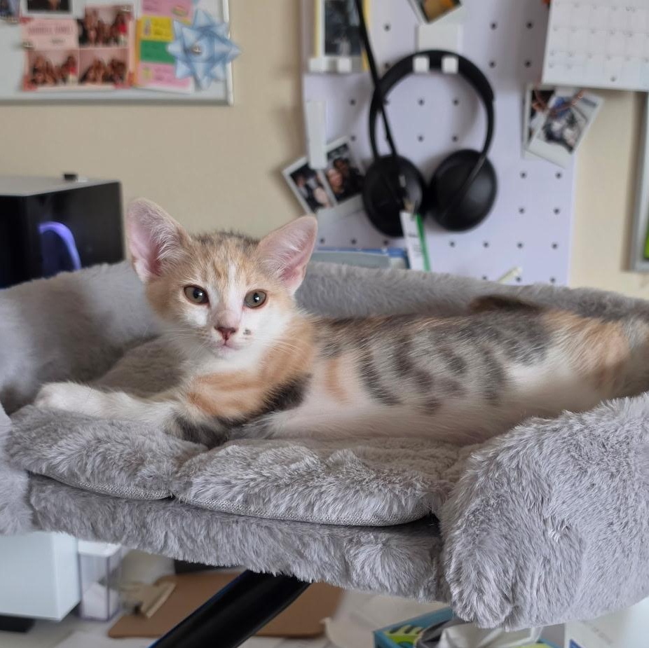 Enlarge Torch, a Adopted Domestic Short Hair in Santa Ana, CA image 3/6