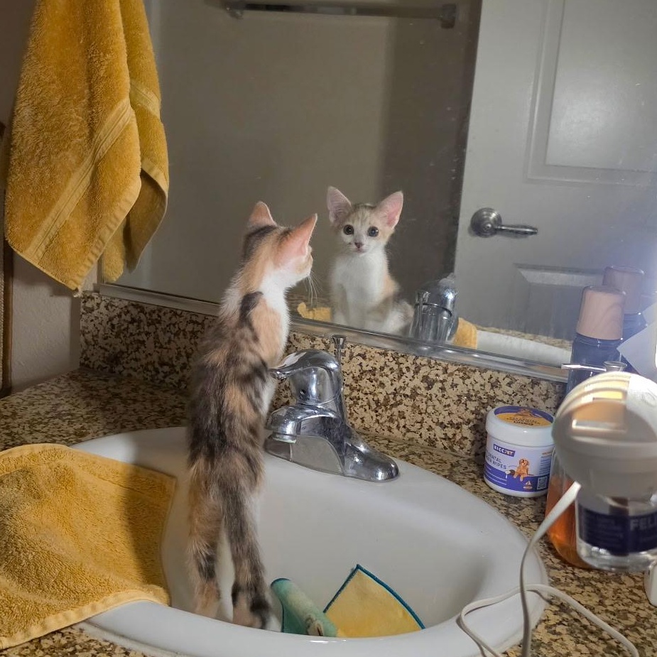 Enlarge Torch, a Adopted Domestic Short Hair in Santa Ana, CA image 5/6
