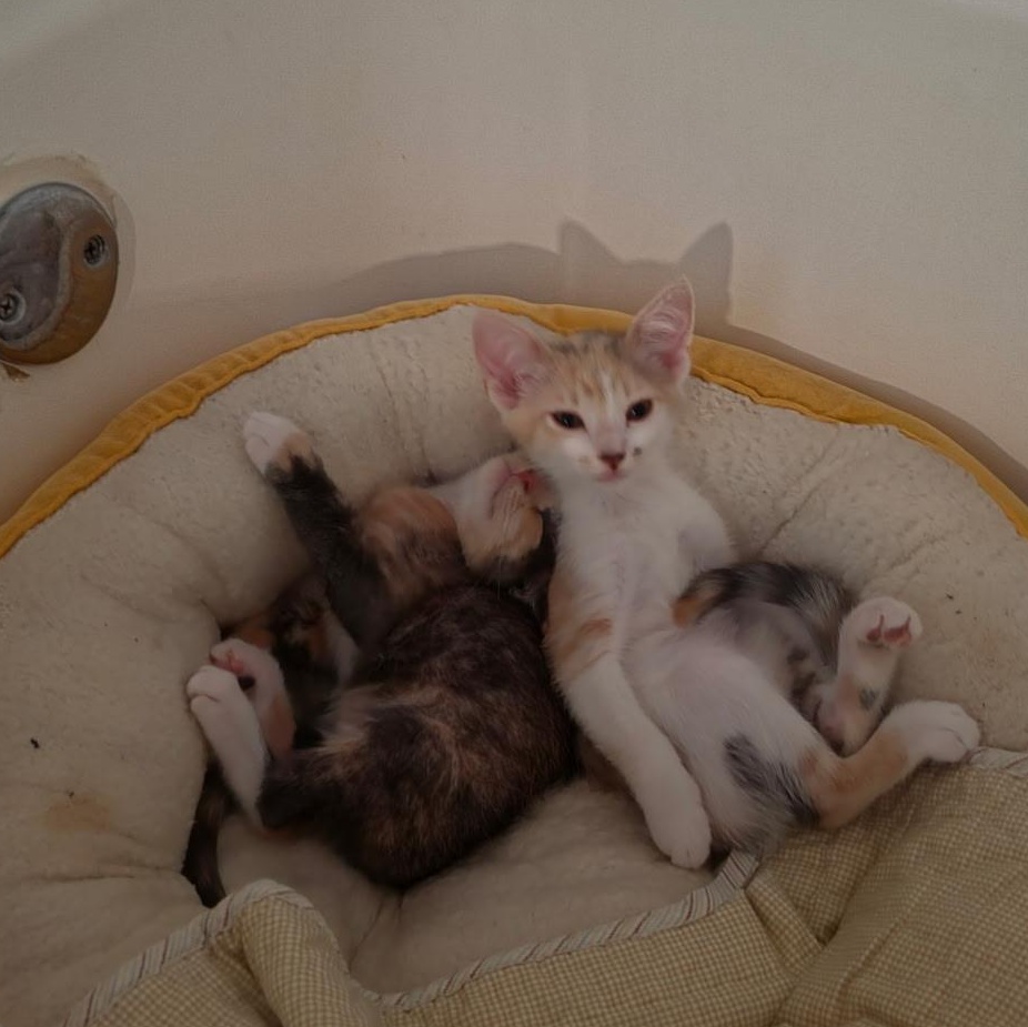 Enlarge Torch, a Adopted Domestic Short Hair in Santa Ana, CA image 2/6