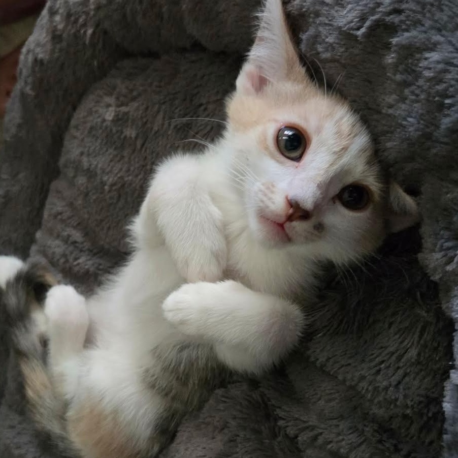 Torch, Adopted, Kitten Female Domestic Short Hair.
