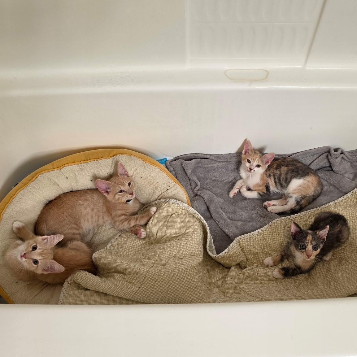Enlarge Torch, a Adopted Domestic Short Hair in Santa Ana, CA image 6/6
