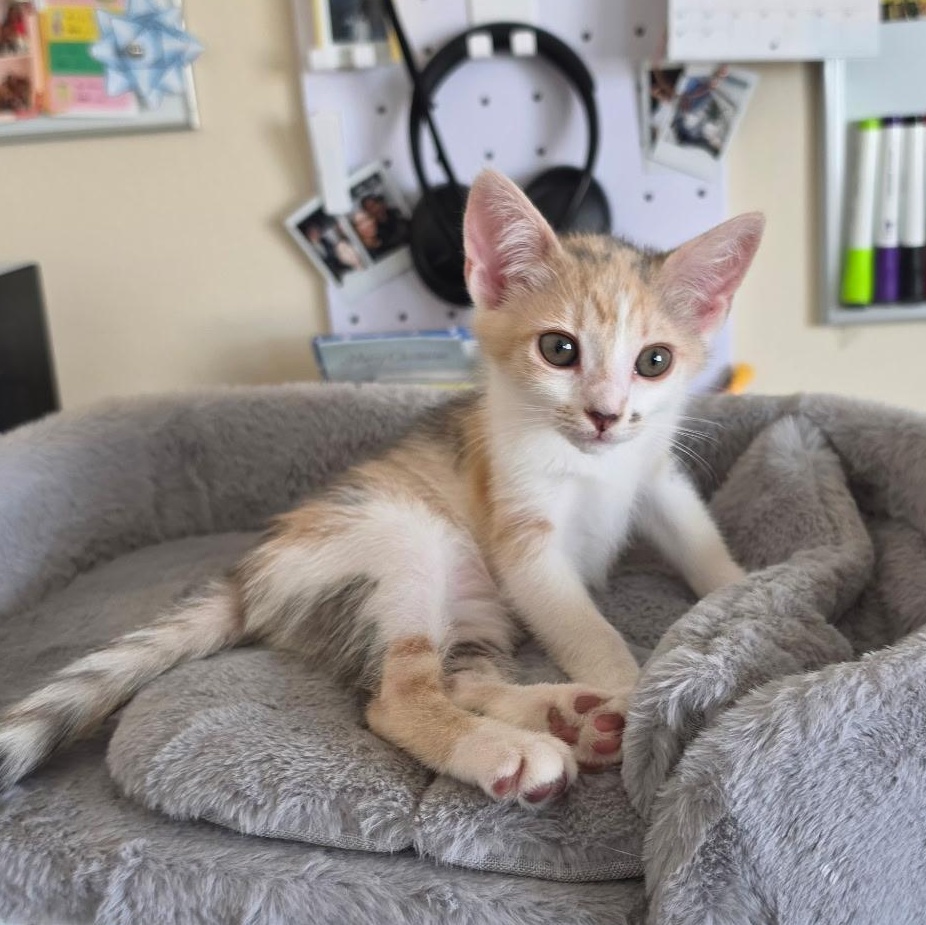 Enlarge Torch, a Adopted Domestic Short Hair in Santa Ana, CA image 4/6