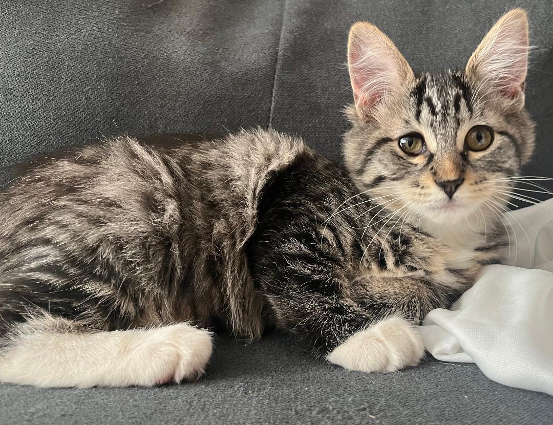 Enlarge Tigger, a Adoptable mixed breed in Pasco, WA image 1/1