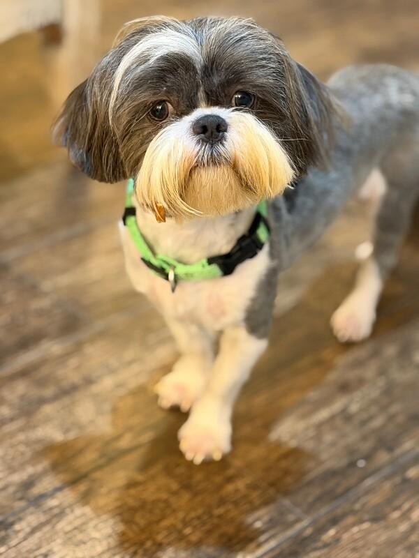 Max Hoverfluff the Fluffiest Little Gentleman — thumbnail 2