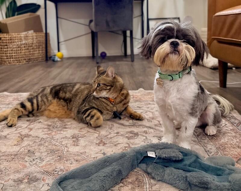 Max Hoverfluff the Fluffiest Little Gentleman — thumbnail 3