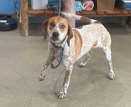 Jesup, a Adoptable mixed breed in Clayton, GA image 1/2