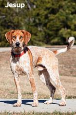 Jesup, a Adoptable mixed breed in Clayton, GA image 2/2