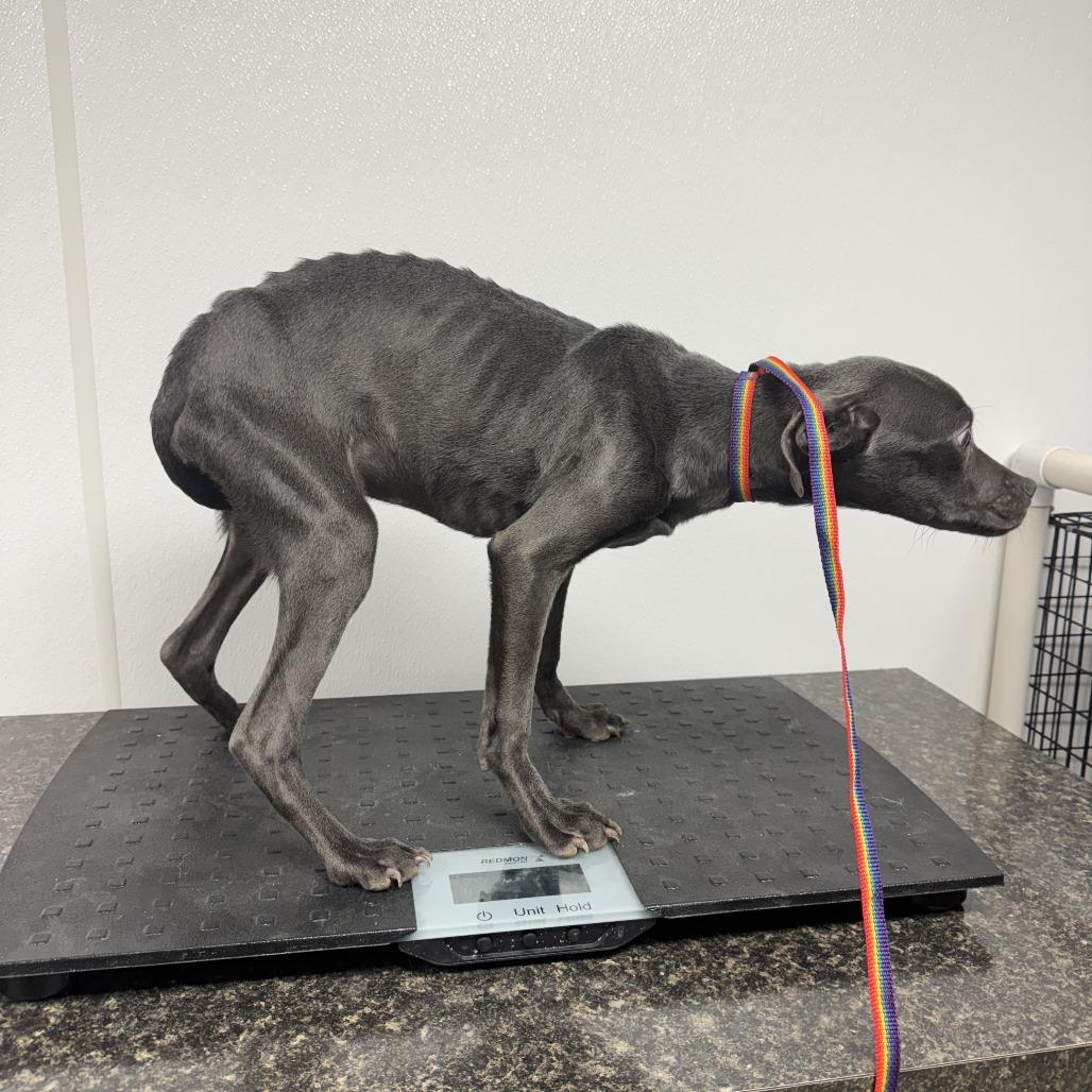 Milo, Adoptable, Young Male Pit Bull Terrier.