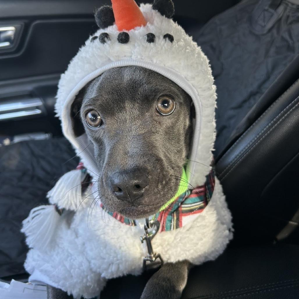 Milo, a Adoptable Pit Bull Terrier in Shelbyville, IL image 2/6