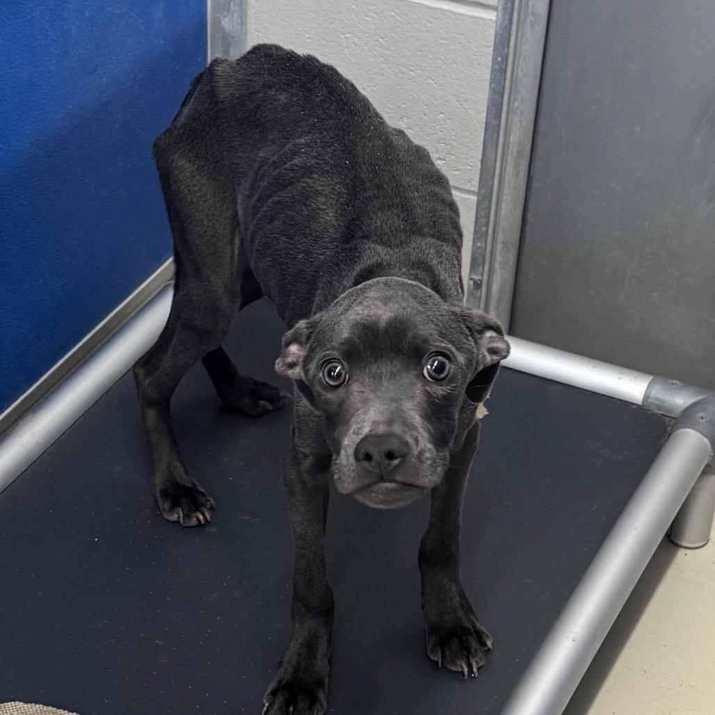 Milo, a Adoptable Pit Bull Terrier in Shelbyville, IL image 3/6