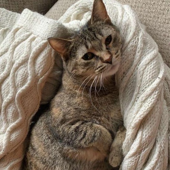 Rita, Adoptable, Young Female Domestic Short Hair.