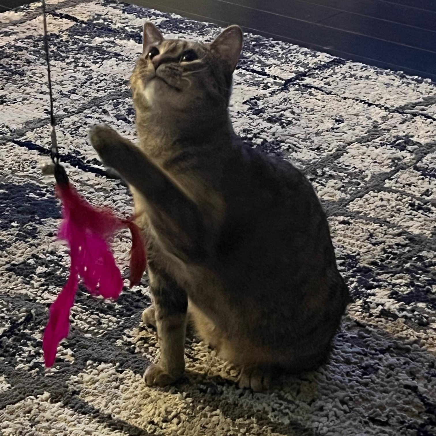 Rita, a Adoptable Domestic Short Hair in Chicago, IL image 5/6