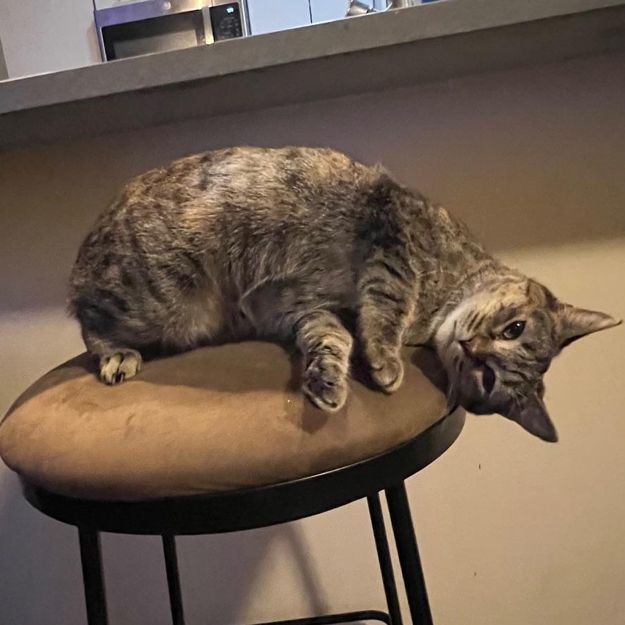 Rita, a Adoptable Domestic Short Hair in Chicago, IL image 6/6