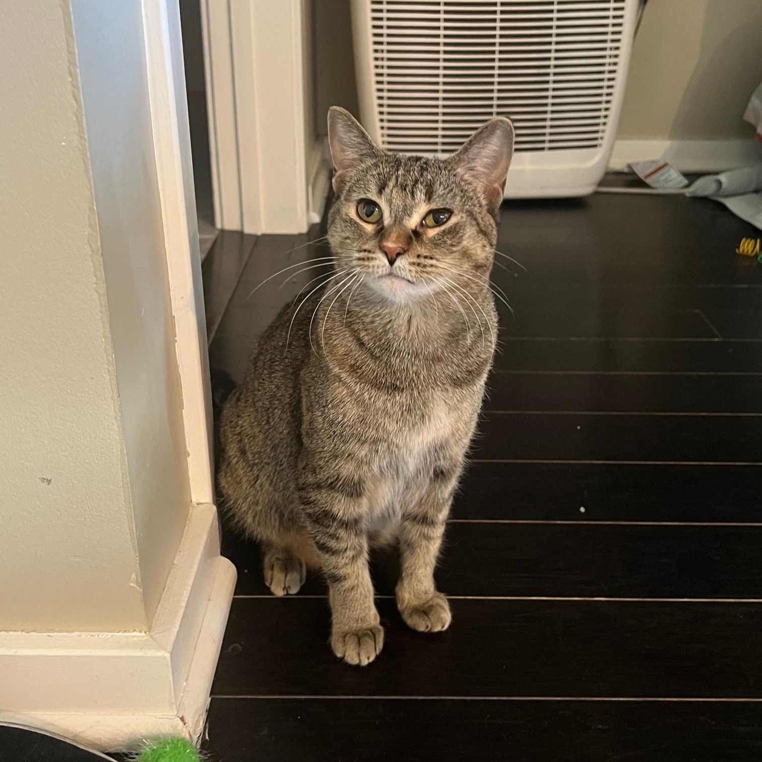 Rita, a Adoptable Domestic Short Hair in Chicago, IL image 2/6