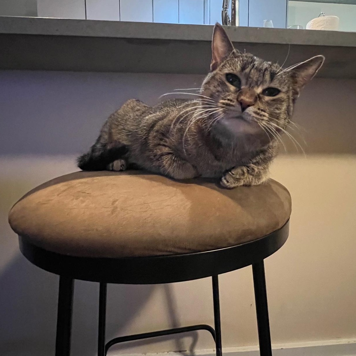 Rita, a Adoptable Domestic Short Hair in Chicago, IL image 3/6