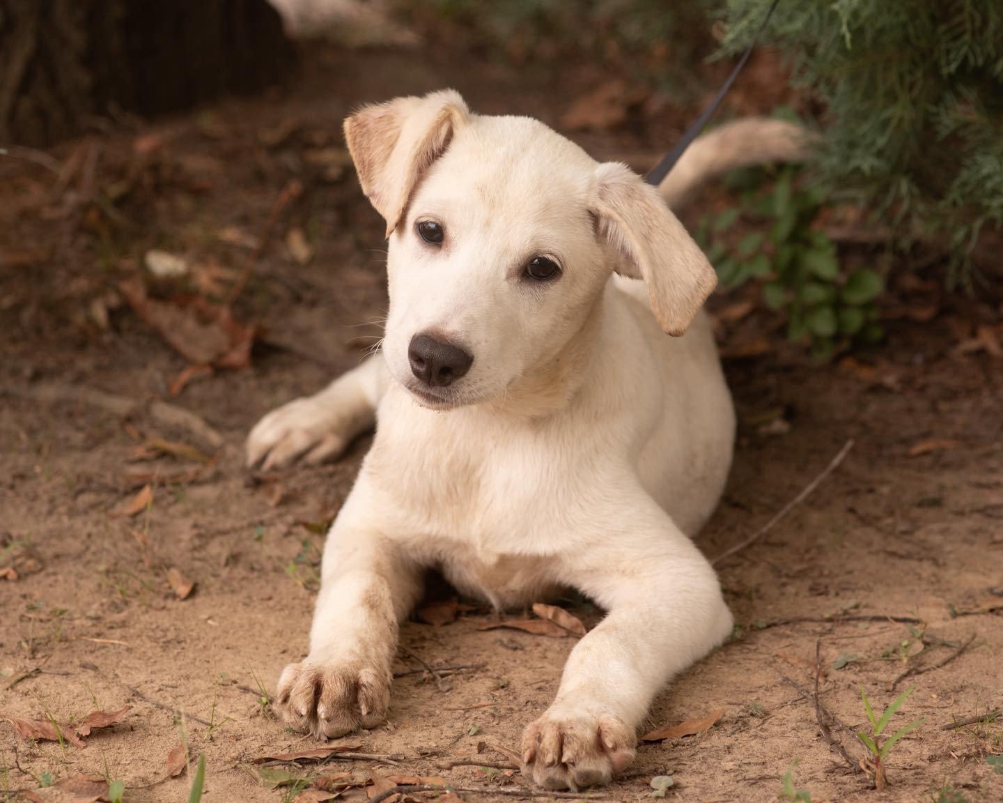 Enlarge DEAN, a Adopted Labrador Retriever in Southaven, MS image 1/3
