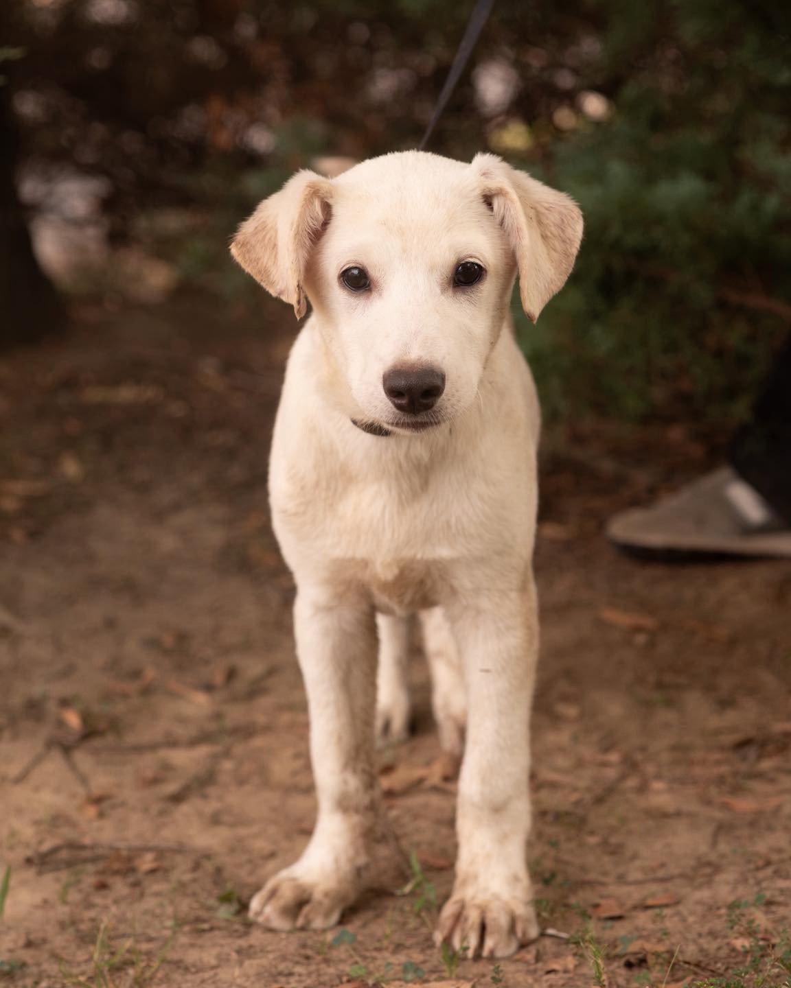Enlarge DEAN, a Adopted Labrador Retriever in Southaven, MS image 2/3