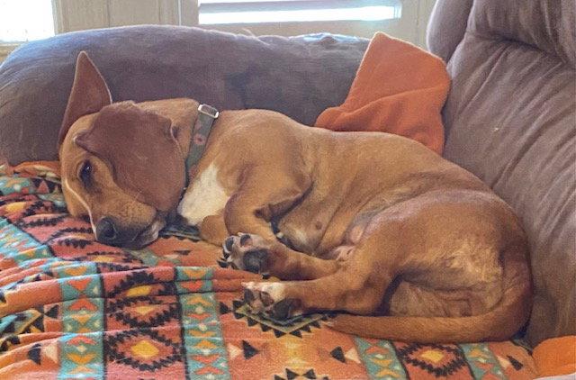 Pumpkin (Fair Oaks), Adopted, Young Female Basset Hound & Beagle.