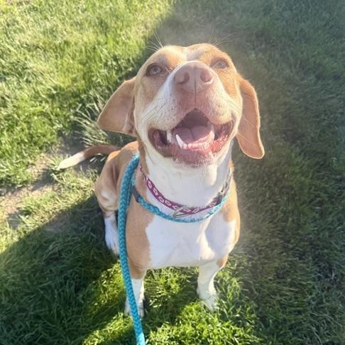 SAVANNAH, a Adoptable mixed breed in Cranston, RI image 2/2