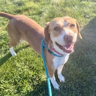 SAVANNAH, Adoptable, Adult Female Hound.