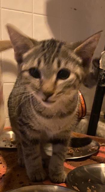 Hattie, Adoptable, Kitten Female Domestic Short Hair.