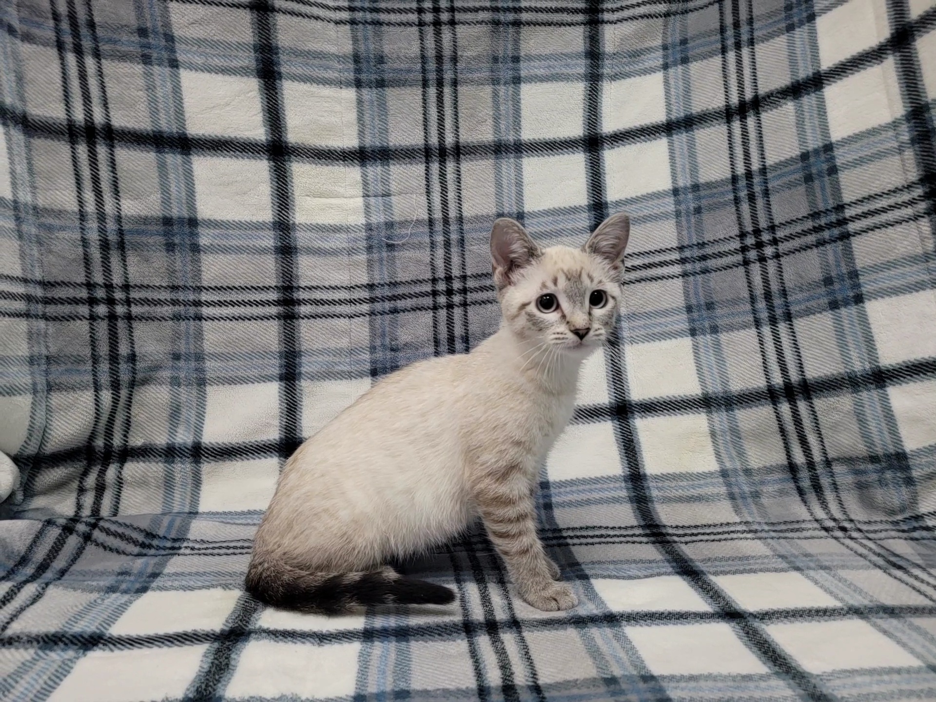 Enlarge Cloud, a Adopted mixed breed in Lincolnwood, IL image 2/6