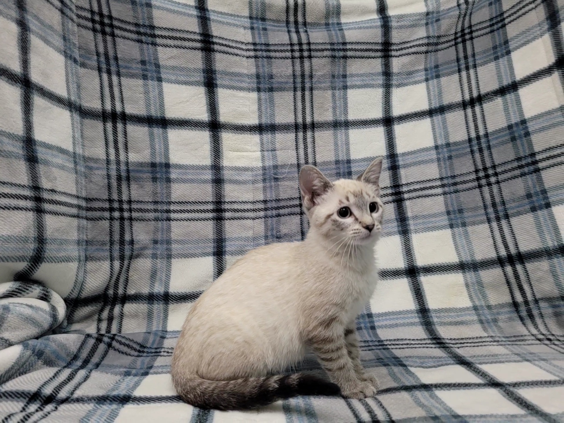 Enlarge Cloud, a Adopted mixed breed in Lincolnwood, IL image 3/6