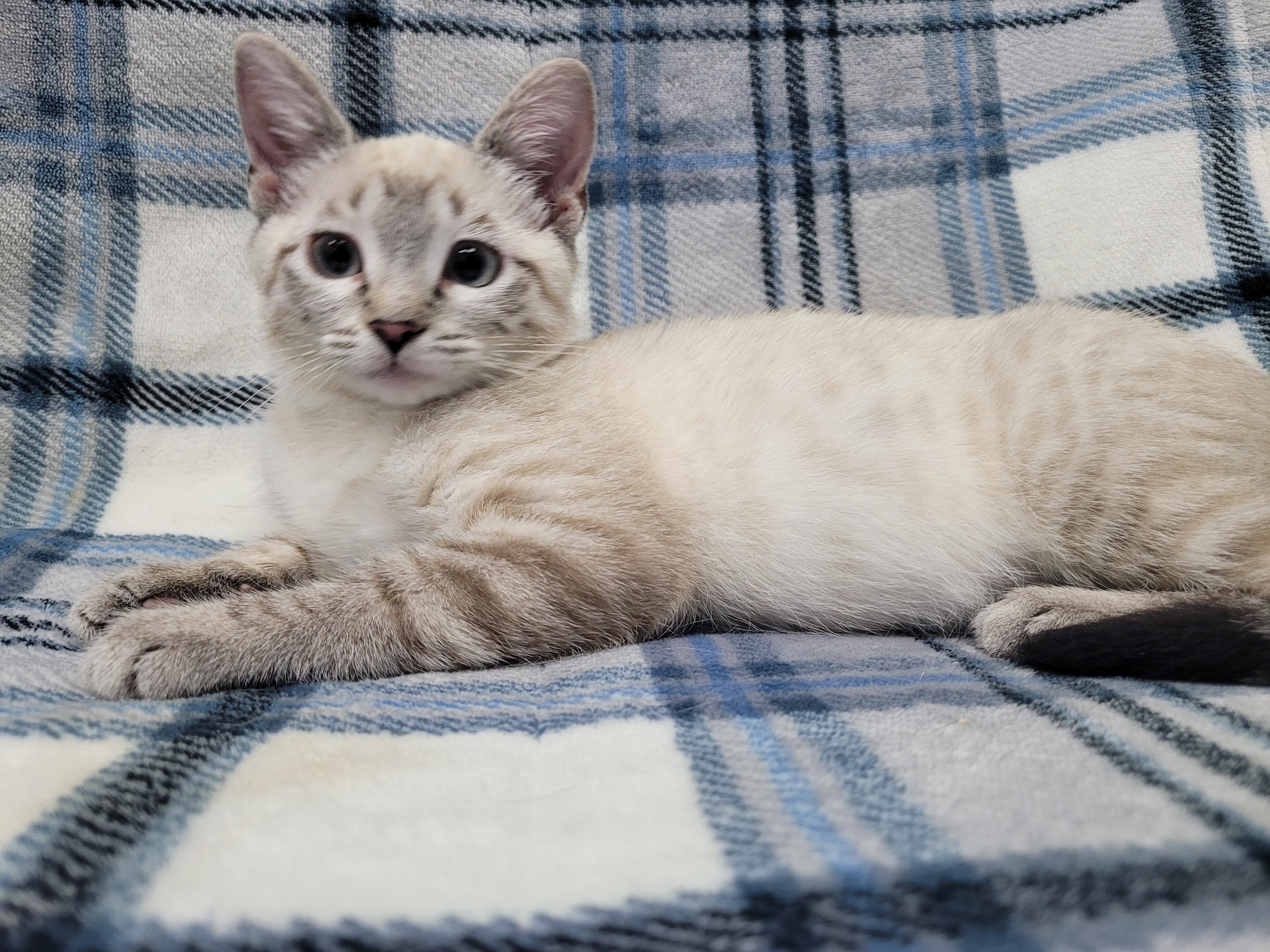 Enlarge Cloud, a Adopted mixed breed in Lincolnwood, IL image 4/6