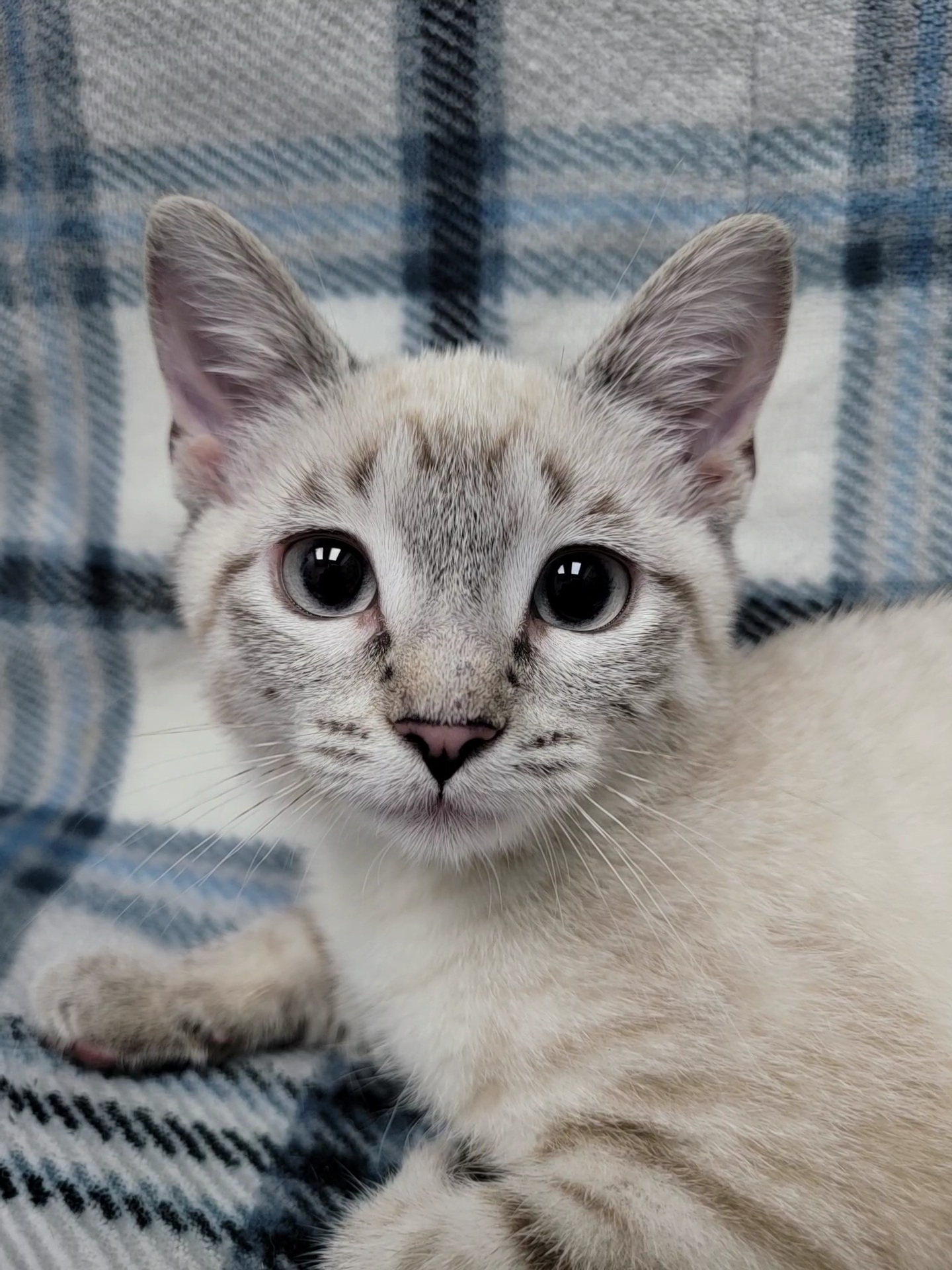 Enlarge Cloud, a Adopted mixed breed in Lincolnwood, IL image 5/6