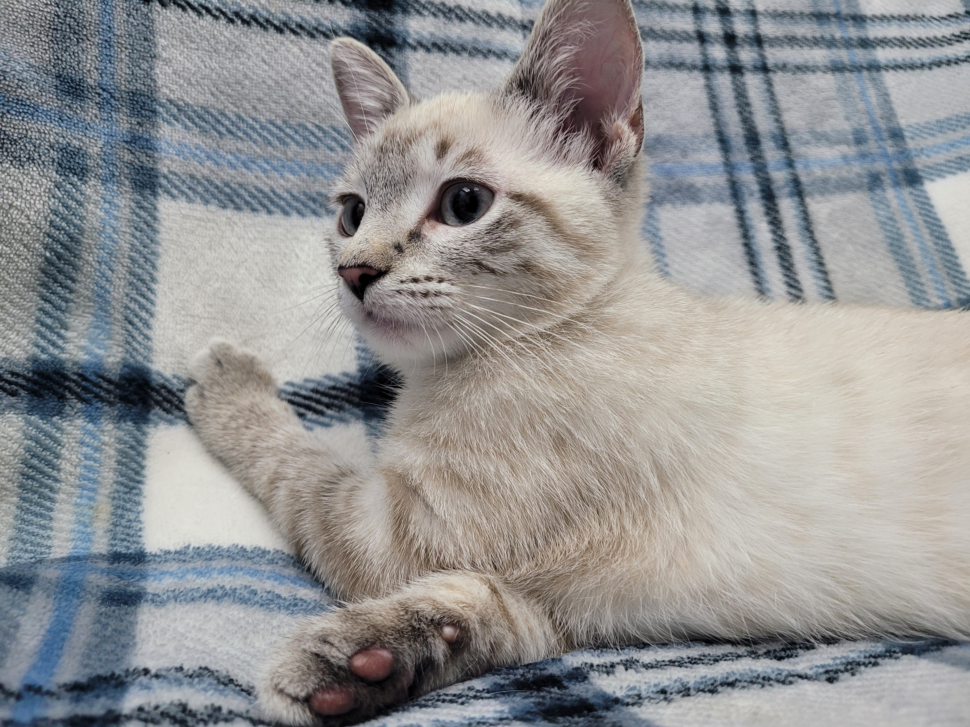 Enlarge Cloud, a Adopted mixed breed in Lincolnwood, IL image 6/6